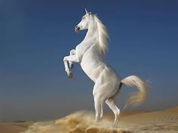 arabian horse