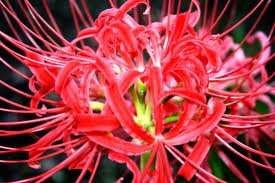 spider lillies